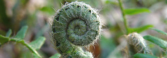 fern fiddlehead detail by Rick Darke