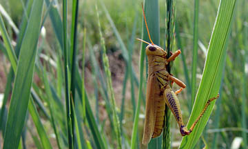 grasshopper on grass by Susan Barton